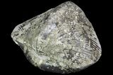 Pyrite Replaced Brachiopod (Paraspirifer) - Ohio #89737-1